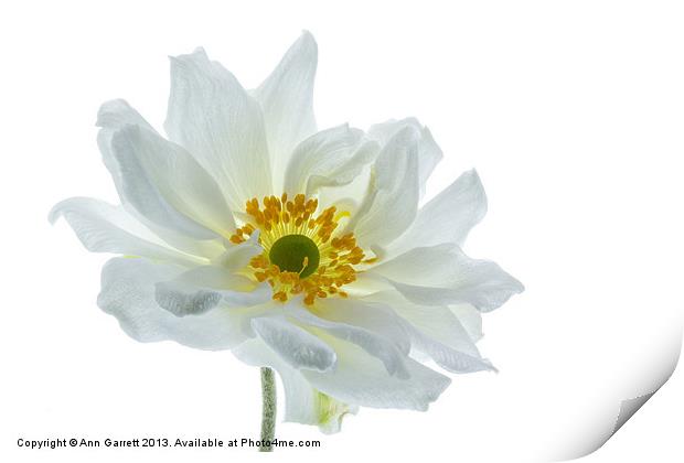 White Double Japanese Anemone Print by Ann Garrett