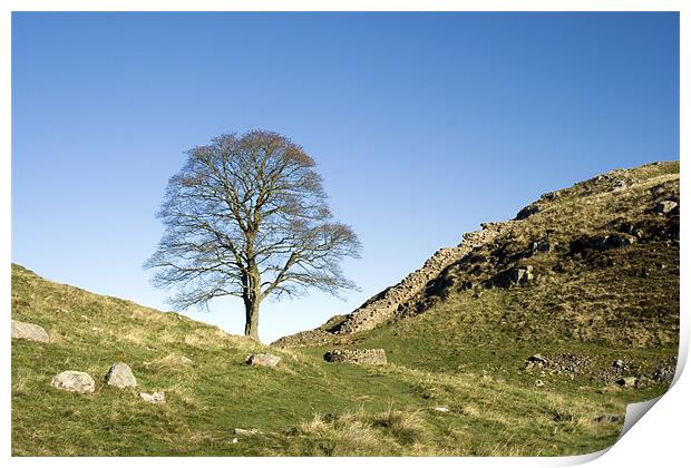 Sycamore Gap Print by Heather Athey