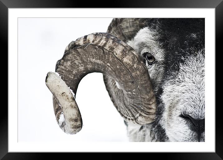 Swaledale Ram Framed Mounted Print by Heather Athey