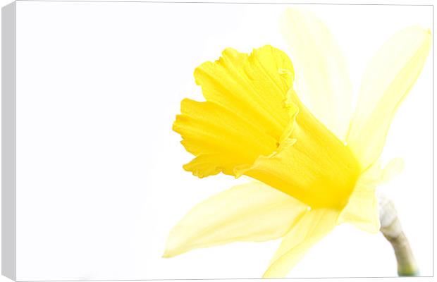 Daffodil Canvas Print by Heather Athey