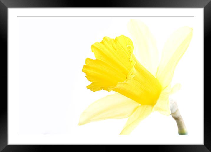 Daffodil Framed Mounted Print by Heather Athey