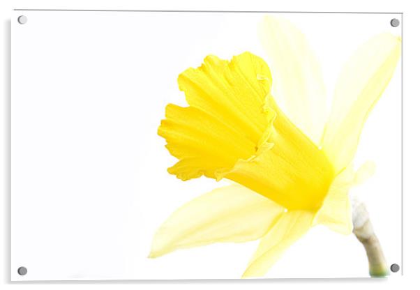 Daffodil Acrylic by Heather Athey