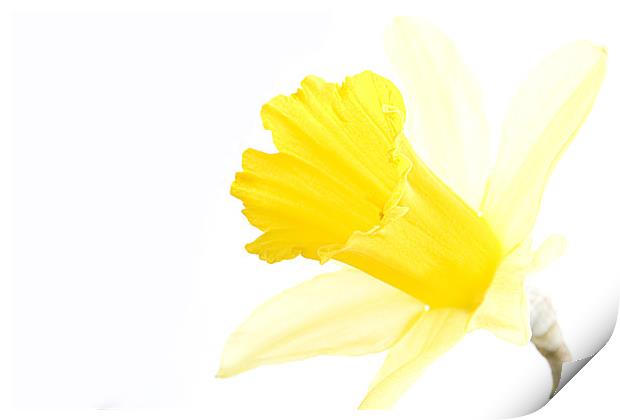 Daffodil Print by Heather Athey