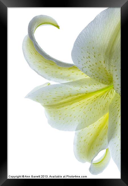 Lemon Lily 2 Framed Print by Ann Garrett