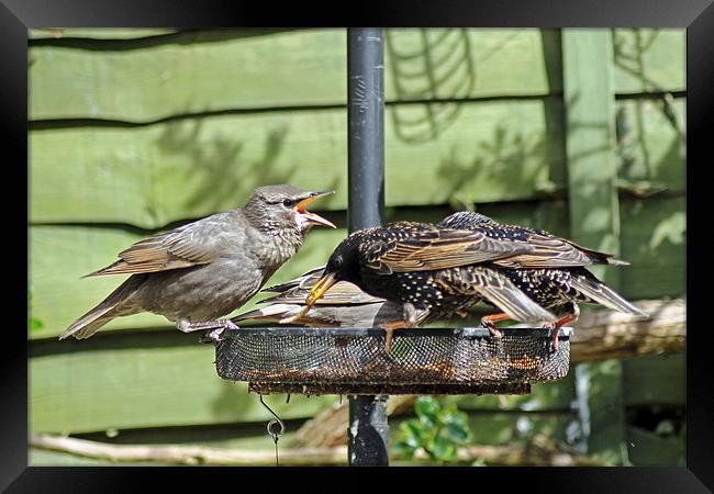 Feeding Time Framed Print by Tony Murtagh