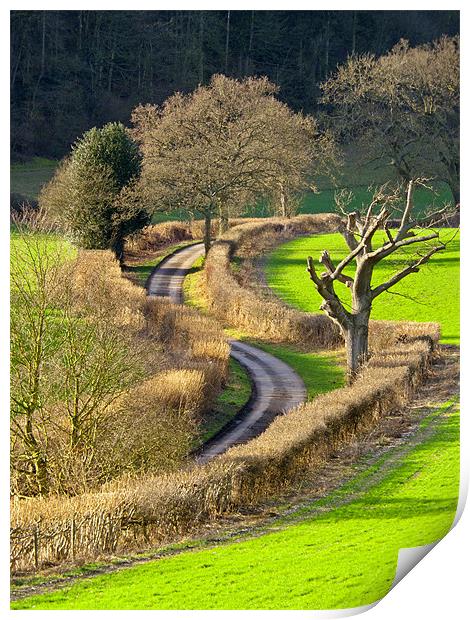 Winding Country Lane Print by Tony Murtagh
