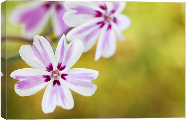 Phlox Flowers Canvas Print by Paula Connelly