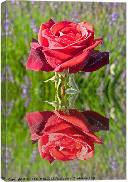 Red Rose in reflect Canvas Print by Robert Gipson