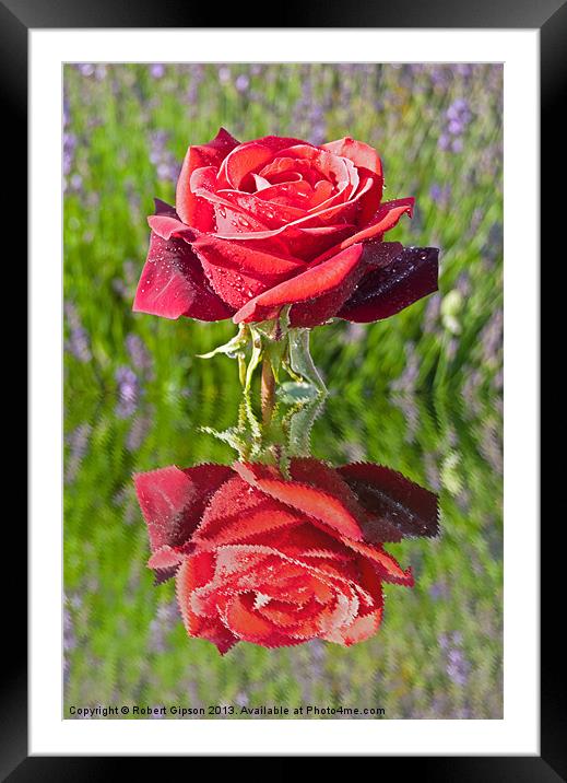 Red Rose in reflect Framed Mounted Print by Robert Gipson