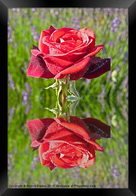 Red Rose in reflect Framed Print by Robert Gipson