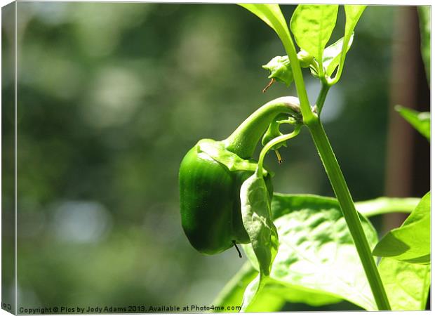 Small Pepper Canvas Print by Pics by Jody Adams