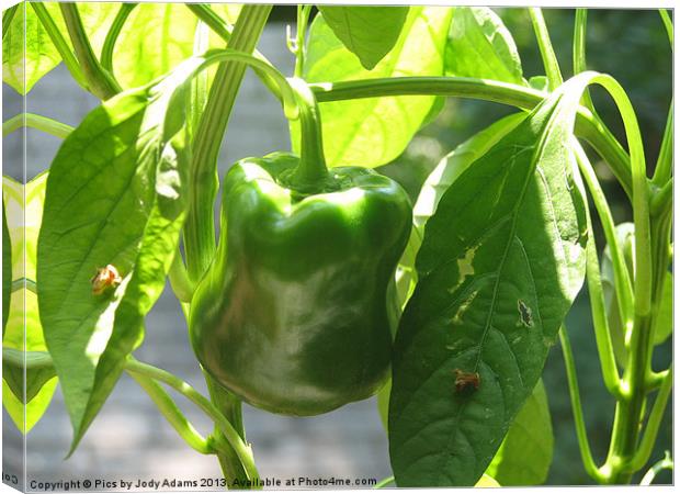 Large Pepper Canvas Print by Pics by Jody Adams