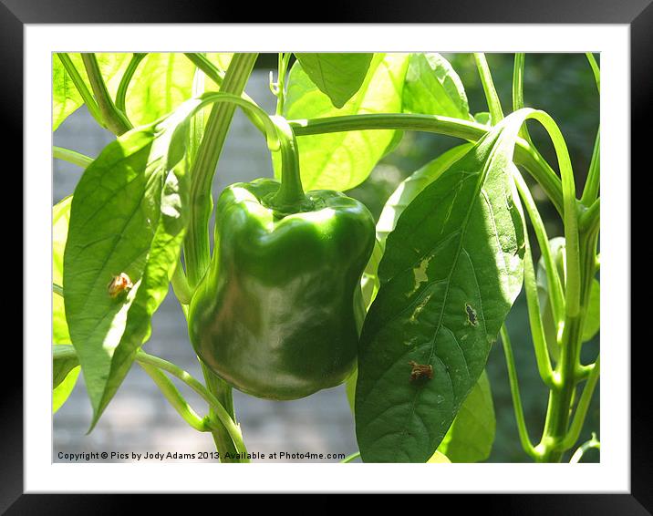 Large Pepper Framed Mounted Print by Pics by Jody Adams