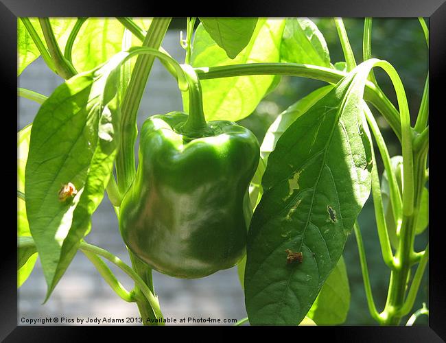 Large Pepper Framed Print by Pics by Jody Adams