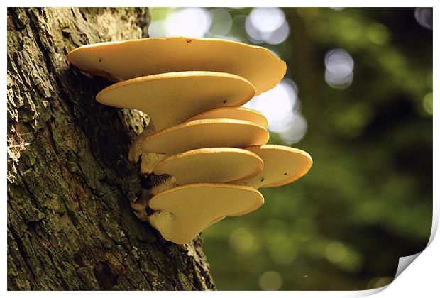 Yellow Tree Fungi Print by colin chalkley