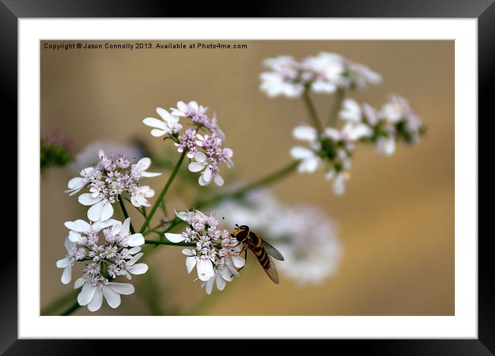 Hover Fly Framed Mounted Print by Jason Connolly