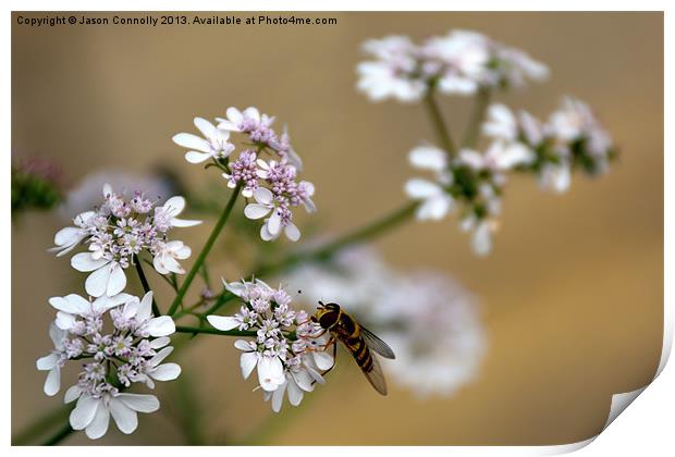 Hover Fly Print by Jason Connolly