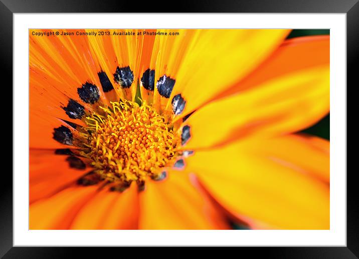 Flower Macro Framed Mounted Print by Jason Connolly