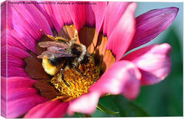 Bee In Flower Canvas Print by Jason Connolly