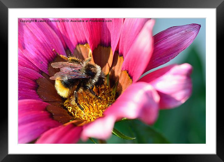 Bee In Flower Framed Mounted Print by Jason Connolly