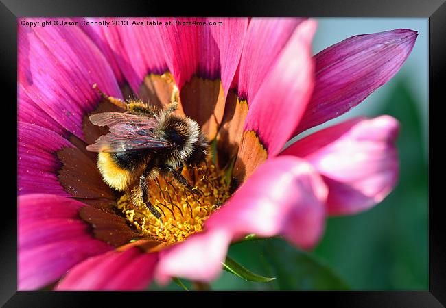 Bee In Flower Framed Print by Jason Connolly