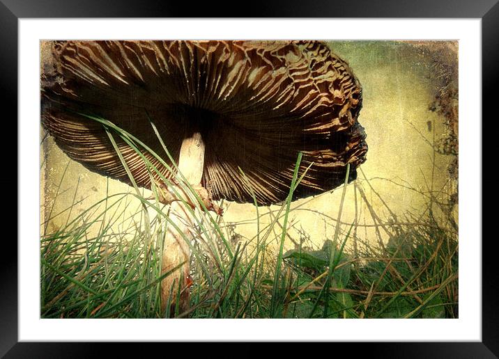 Underneath the Mushroom Framed Mounted Print by Sarah Couzens