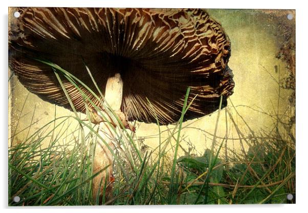 Underneath the Mushroom Acrylic by Sarah Couzens