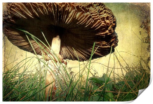 Underneath the Mushroom Print by Sarah Couzens