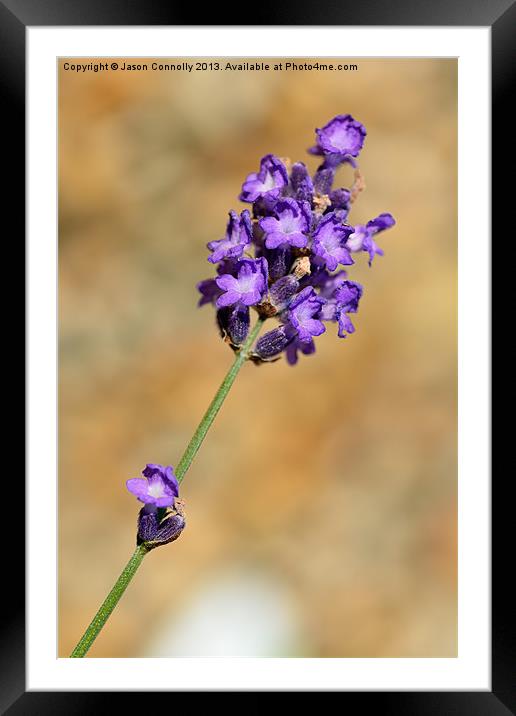 Lavender Framed Mounted Print by Jason Connolly
