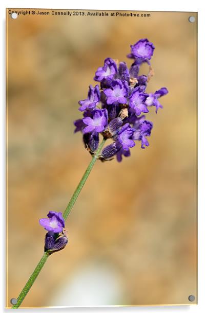 Lavender Acrylic by Jason Connolly