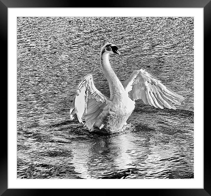 THE SWAN Framed Mounted Print by HELEN PARKER