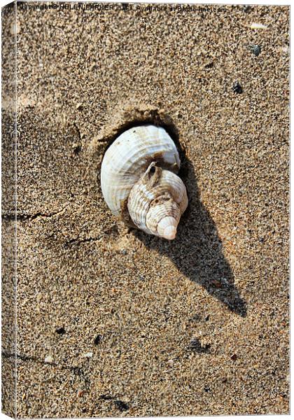 Shell and shadow Canvas Print by HELEN PARKER
