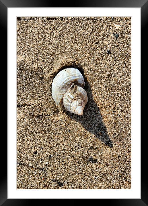Shell and shadow Framed Mounted Print by HELEN PARKER