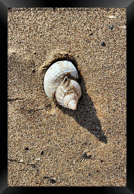 Shell and shadow Framed Print by HELEN PARKER