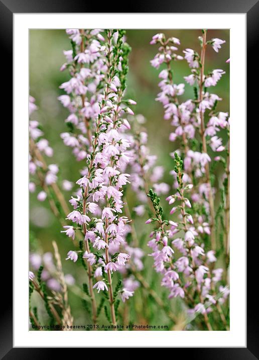 blooming heather Framed Mounted Print by Jo Beerens