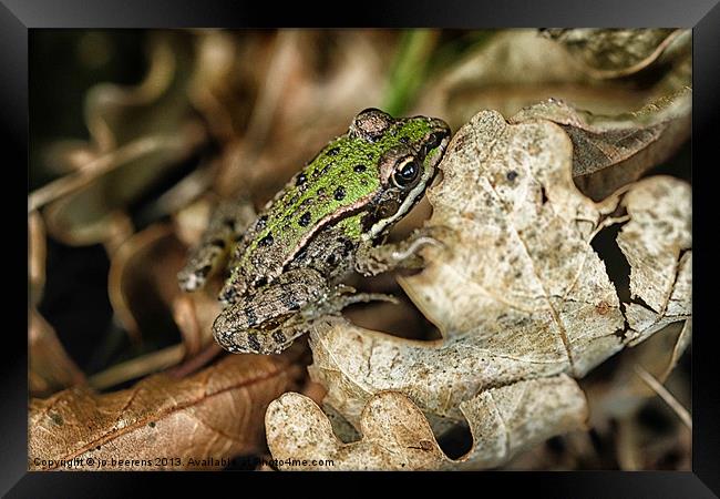 thumb size frog Framed Print by Jo Beerens