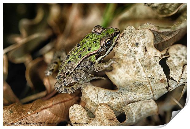 thumb size frog Print by Jo Beerens