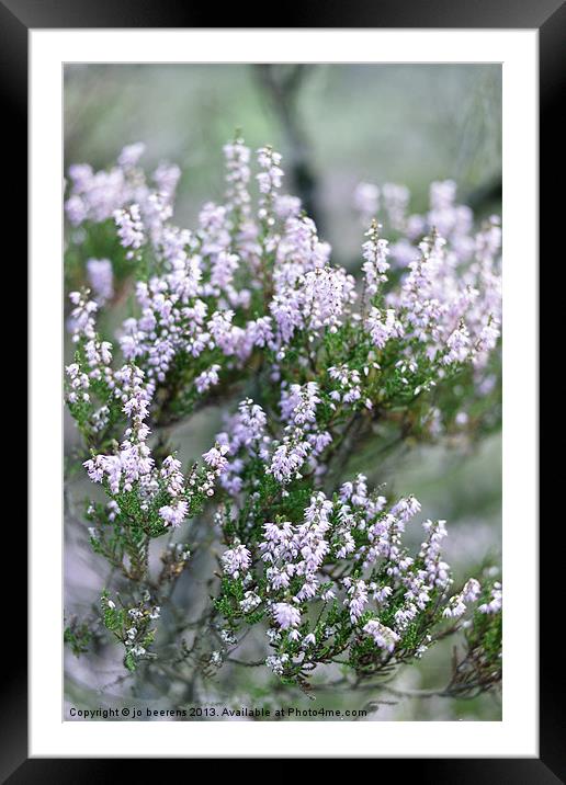 heather bush Framed Mounted Print by Jo Beerens