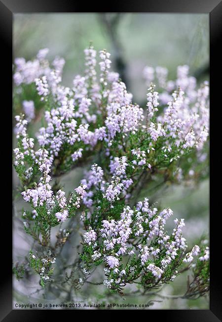 heather bush Framed Print by Jo Beerens