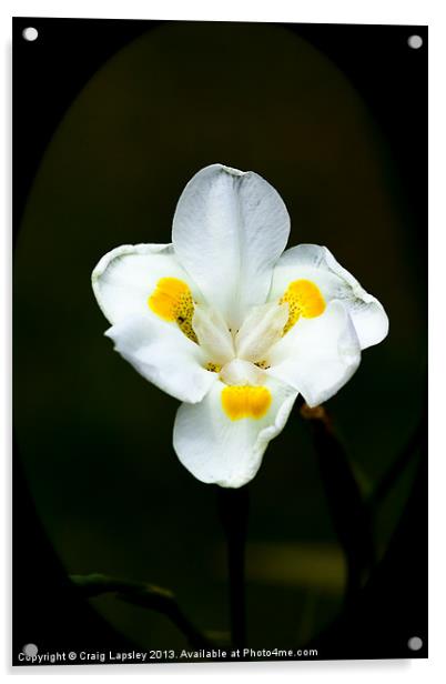 Pretty white flower Acrylic by Craig Lapsley