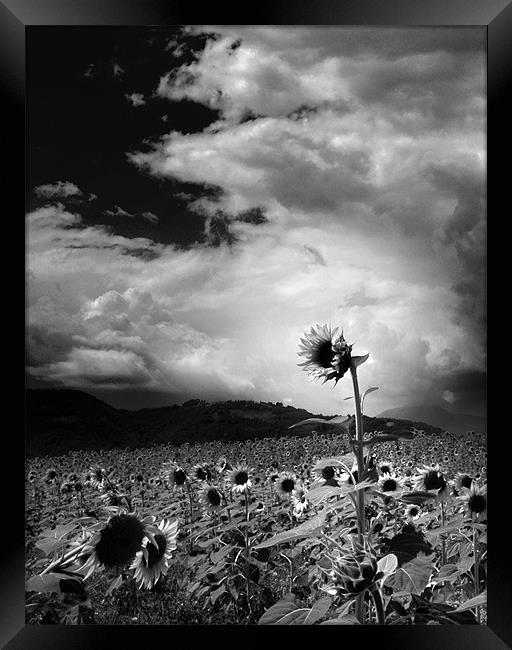 Sunflower Framed Print by Tony Greer