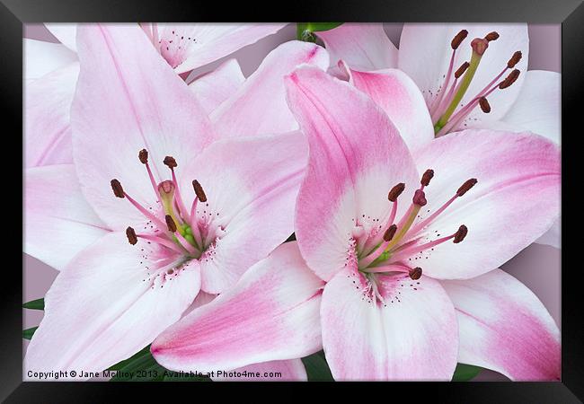 Pink and White Lilies Framed Print by Jane McIlroy