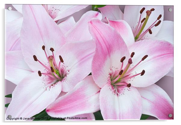 Pink and White Lilies Acrylic by Jane McIlroy