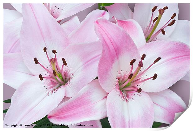 Pink and White Lilies Print by Jane McIlroy