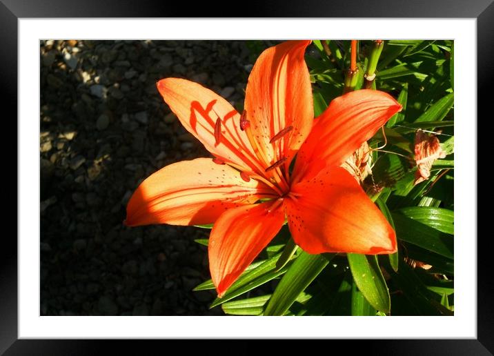 Hot Summer Orange. Framed Mounted Print by Heather Goodwin