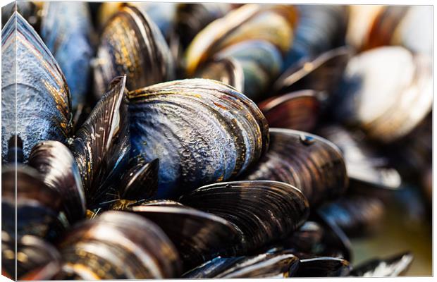 Mussels on the Beach Canvas Print by Jonathan Swetnam