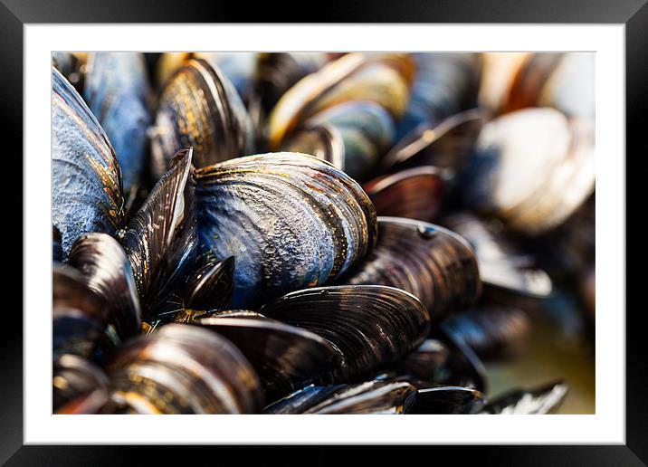 Mussels on the Beach Framed Mounted Print by Jonathan Swetnam
