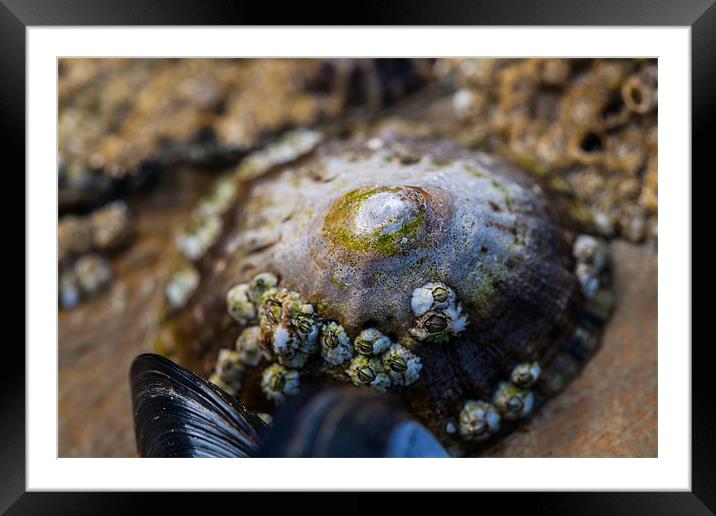 Limpet on the Beach Framed Mounted Print by Jonathan Swetnam
