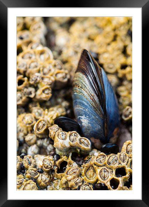 Lone Mussel Framed Mounted Print by Jonathan Swetnam