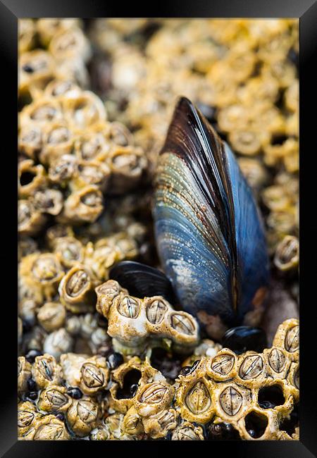 Lone Mussel Framed Print by Jonathan Swetnam